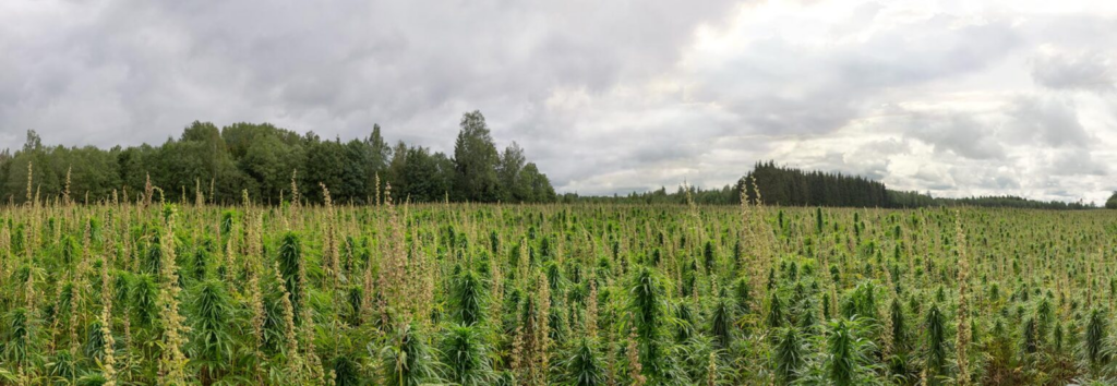 Nordic Hemp TÜ mahekanepi põld Eestis