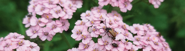 Teaduselt mahepõllumajandusele