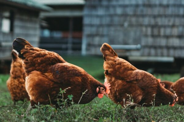 Mahepõllumajanduse mõju võrdlev uuring: vabad kanad koduõuel