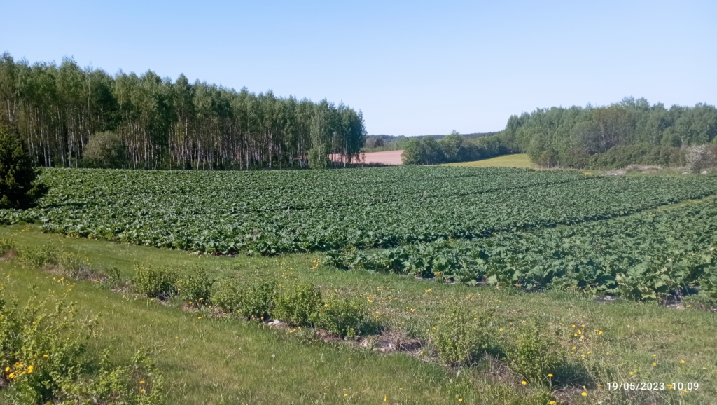 Rabarberikasvatus Rabafarmis.