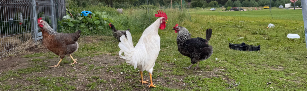 Mahepõllumajanduse mõju võrdlev uuring: kanad ja kukk koduõuel