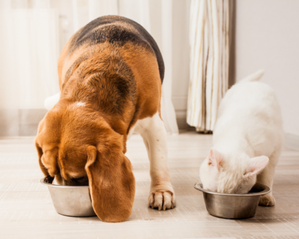 Yarrah kassi- ja koeratoidud