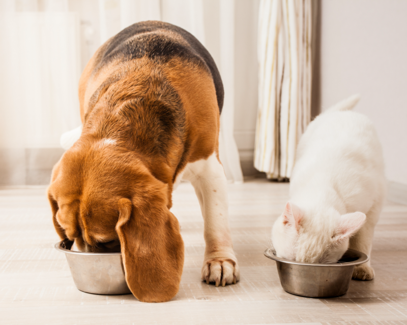 Yarrah kassi- ja koeratoidud